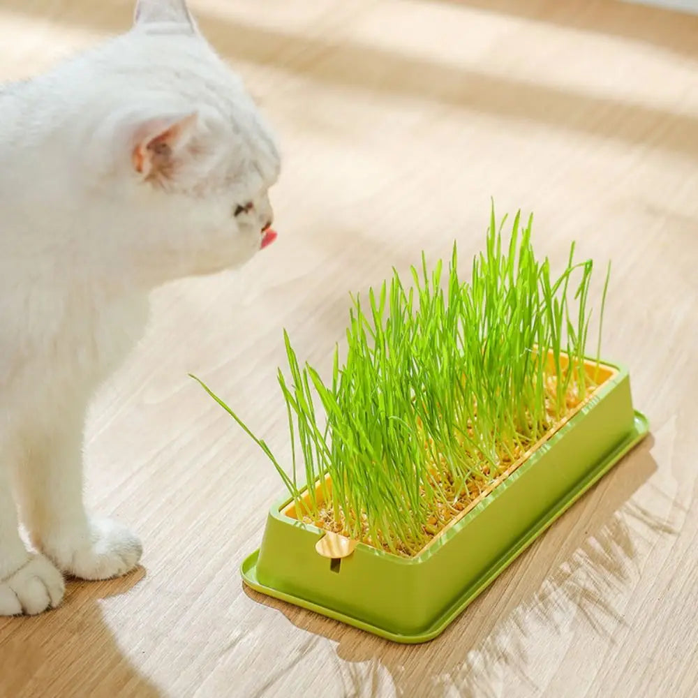 Cat Grass & Seed Sprouting Tray – Food-Grade PP Growing Tray