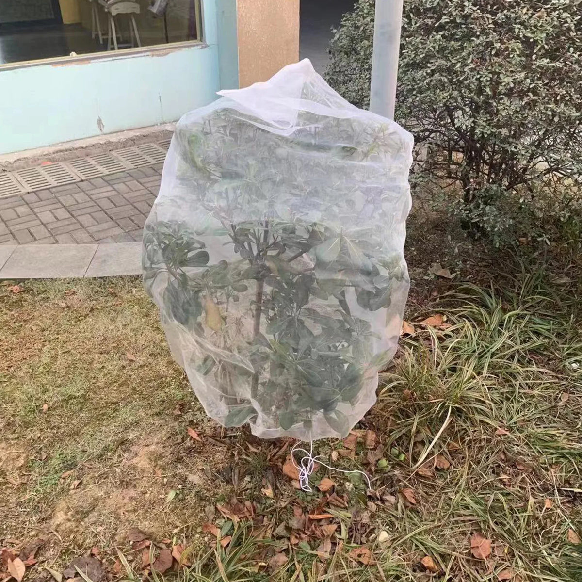 Large Fruit Tree Netting Bags – Bird & Insect Guard w/ Zipper