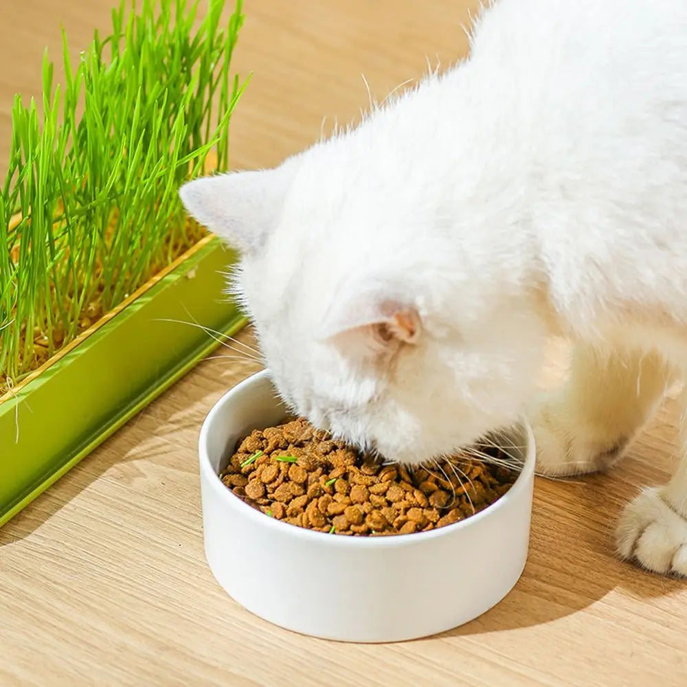 Cat Grass & Seed Sprouting Tray – Food-Grade PP Growing Tray