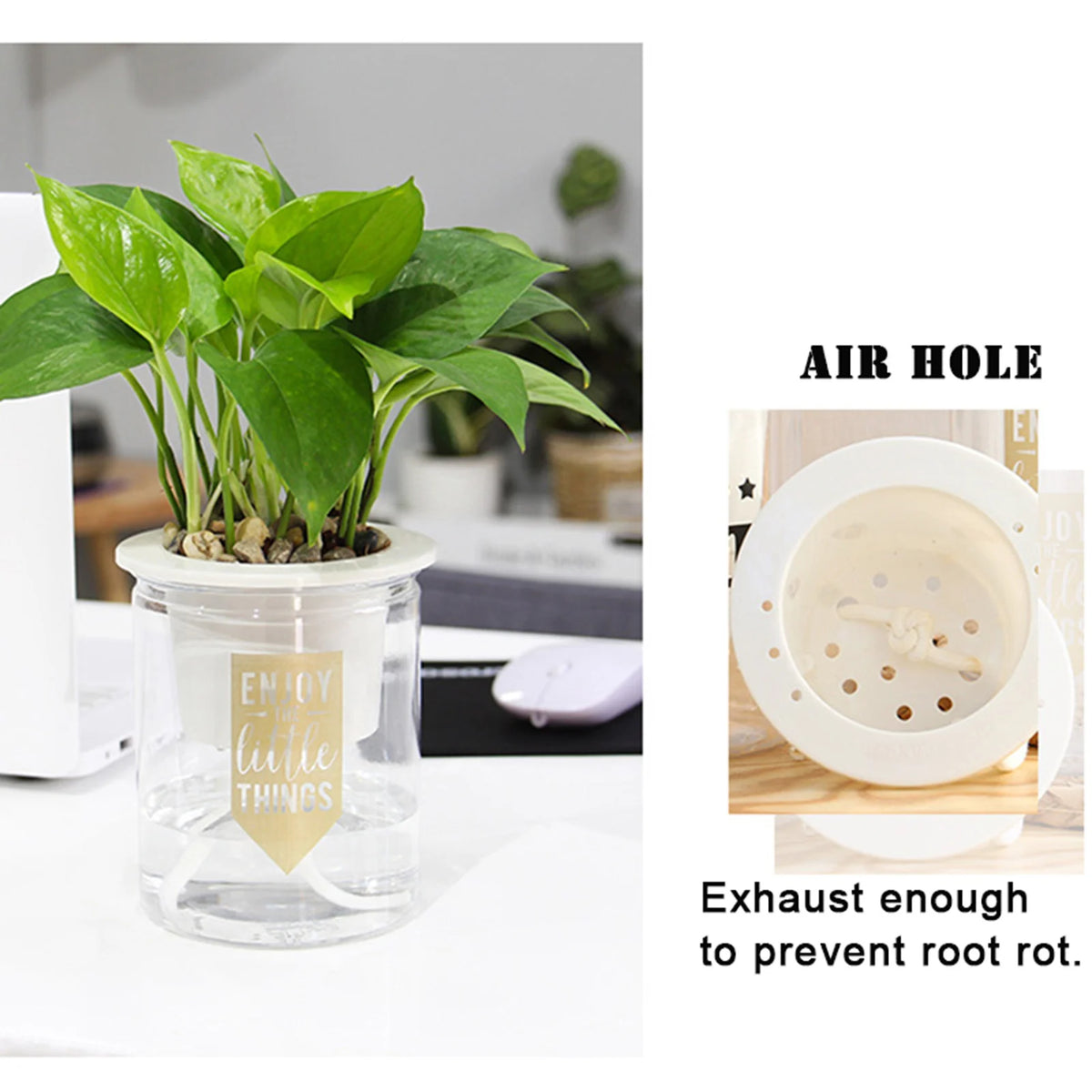 Mini Spherical Transparent Self-Watering Succulent Planter