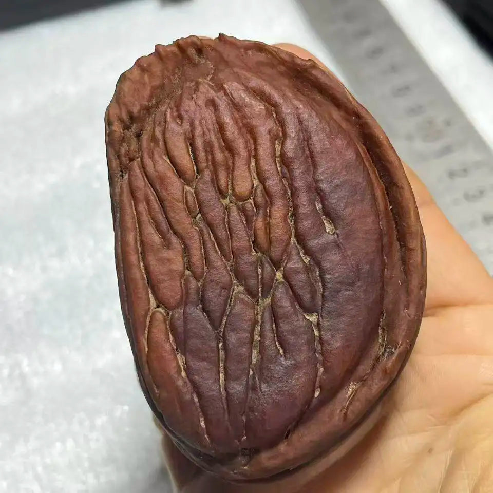 Yunnan Wild Fruit Plant Specimen Ornament – Handmade Décor