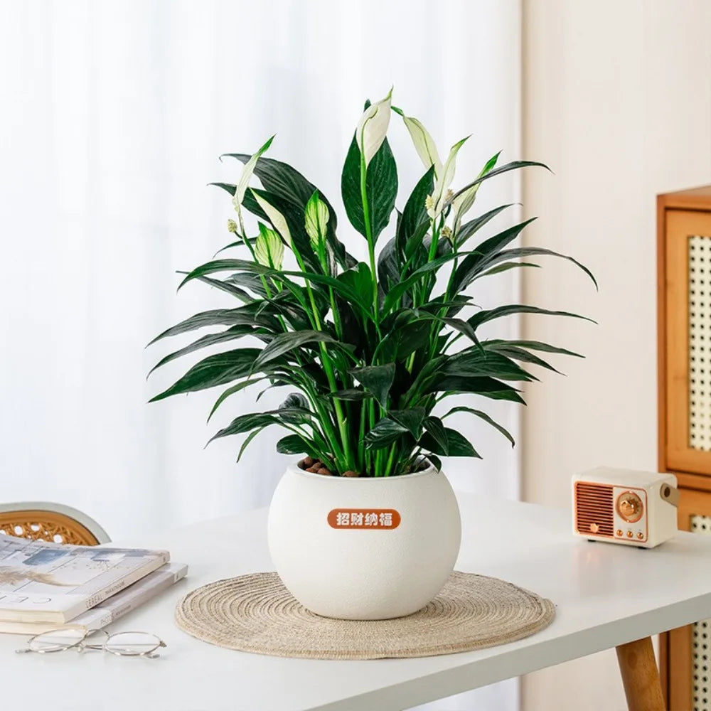 Self Watering Hydroponic Planter | Roman Column Tabletop Vase