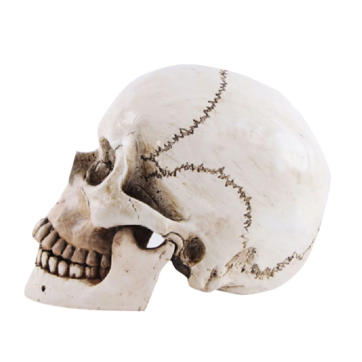 Life-Size Resin Skull Head Realistic Halloween Decoration