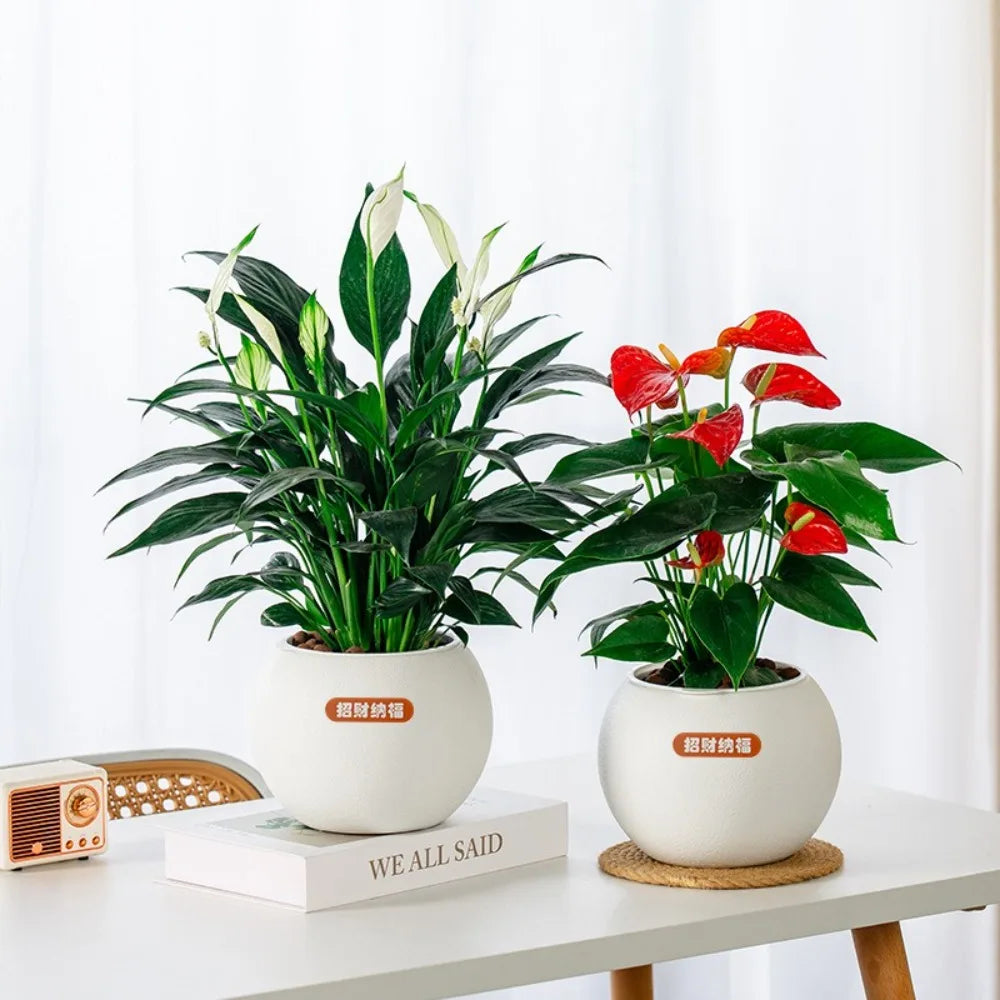 Self Watering Hydroponic Planter | Roman Column Tabletop Vase
