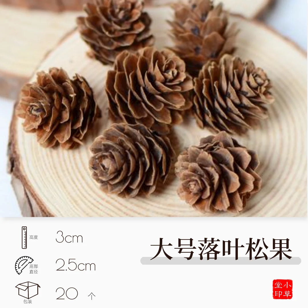 Dried Flowers, Fruits & Pine Cones DIY Natural Décor Kit