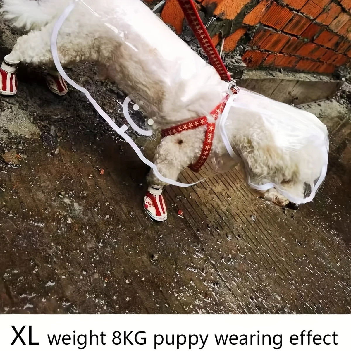 Transparent Button-Up Dog Raincoat for Small Breeds