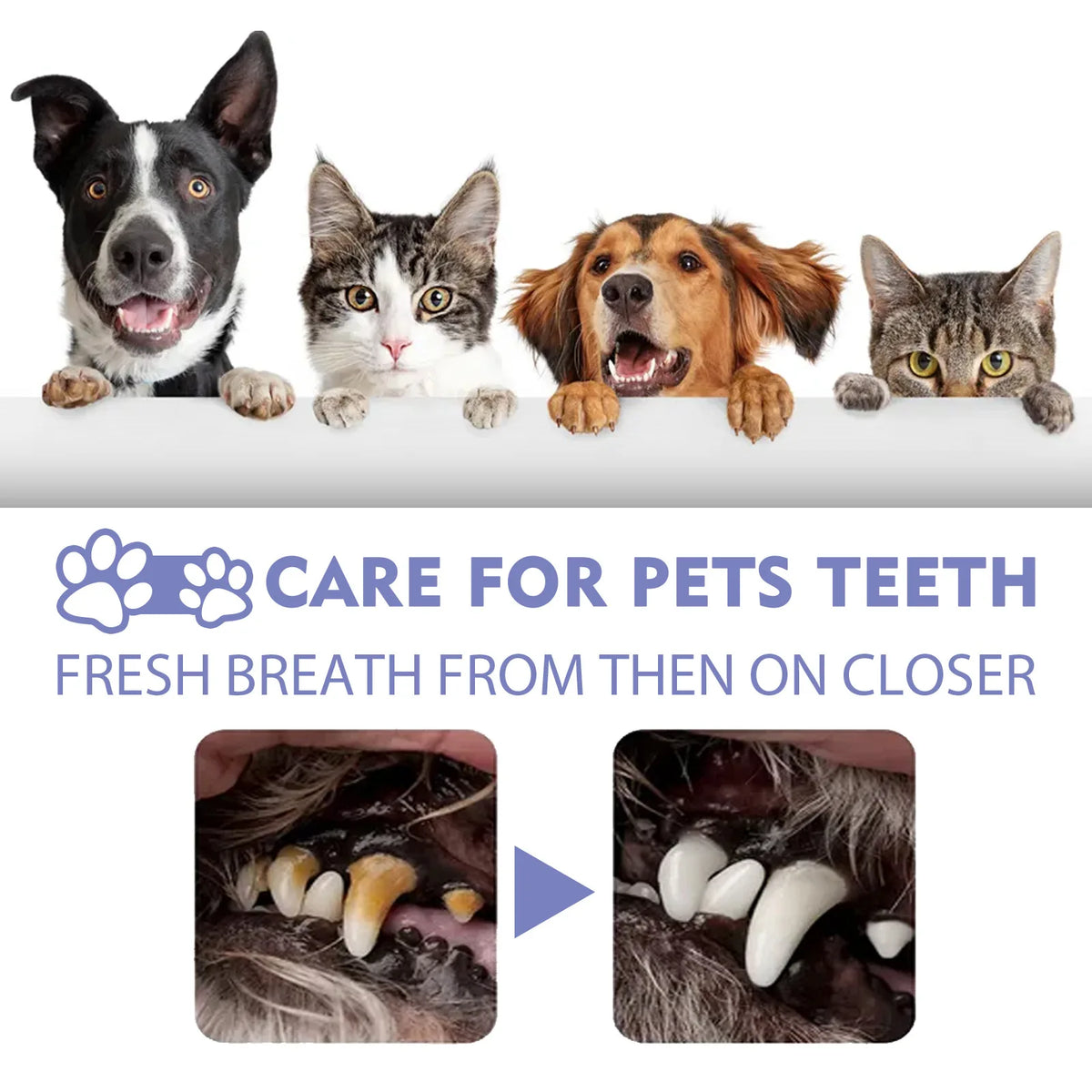 Pet Teeth Cleaning Spray – Fresh Breath & Plaque Remover 30ml