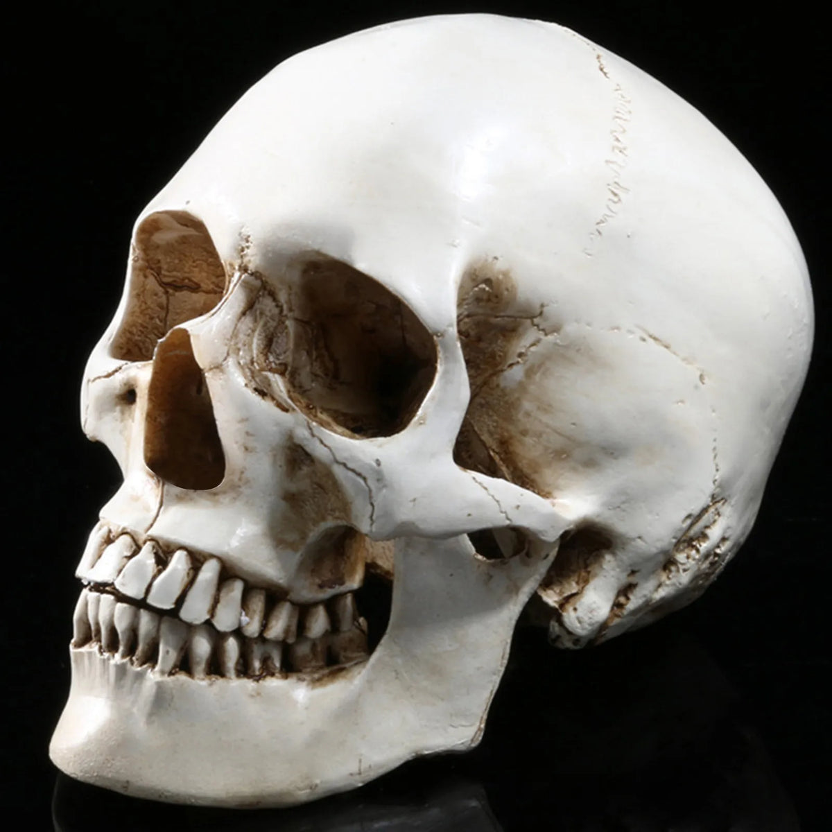 Life-Size Resin Skull Head Realistic Halloween Decoration
