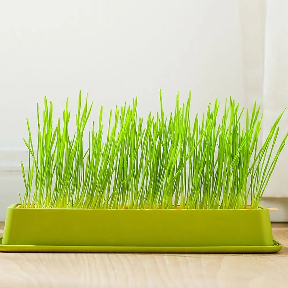 Cat Grass & Seed Sprouting Tray – Food-Grade PP Growing Tray
