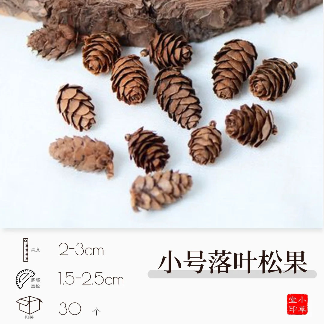 Dried Flowers, Fruits & Pine Cones DIY Natural Décor Kit