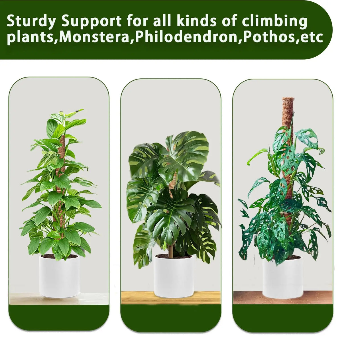 Stackable Coir Moss Poles for Monstera & Climbing Plants