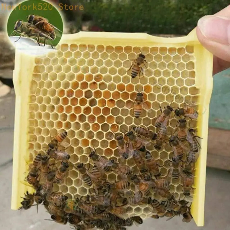 Foam & Plastic Queen Bee Mating Box – Beekeeping Tool
