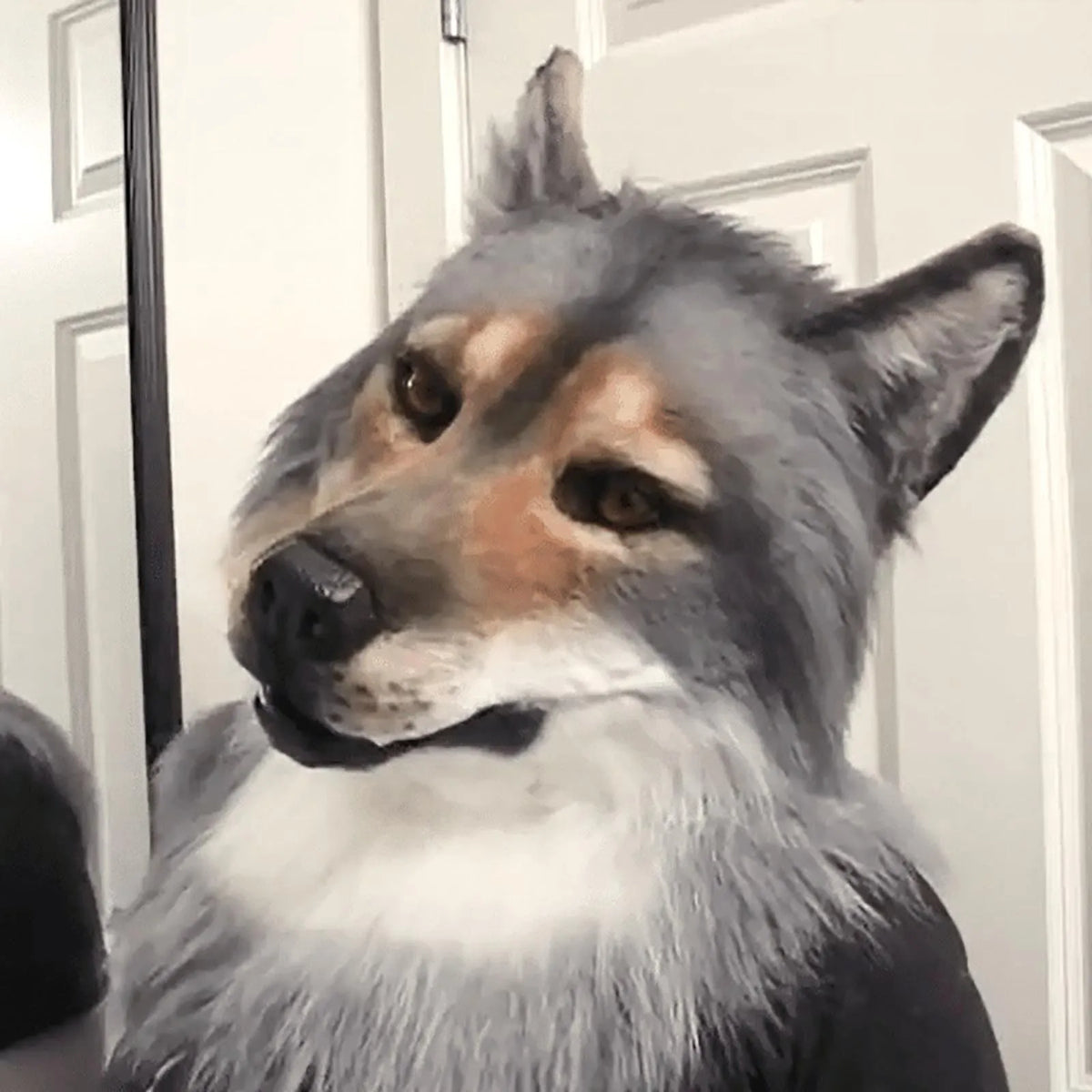Wolf Costume Mask Headwear for Halloween Cosplay & Masquerade