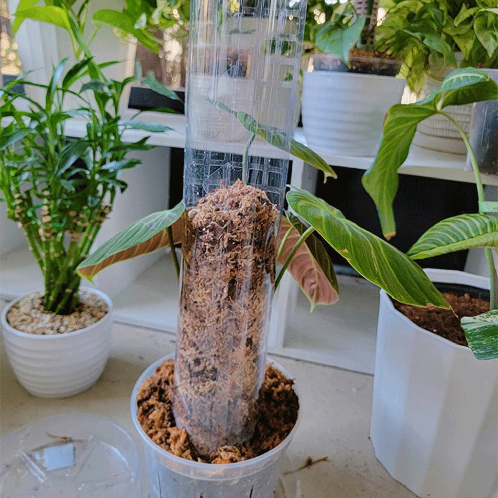 4-Pack Moss Poles for Monstera, Pothos & Climbing Plants