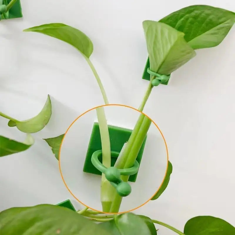 Self-Adhesive Plant Wall Clips – Punch-Free Vine Fixer Hooks
