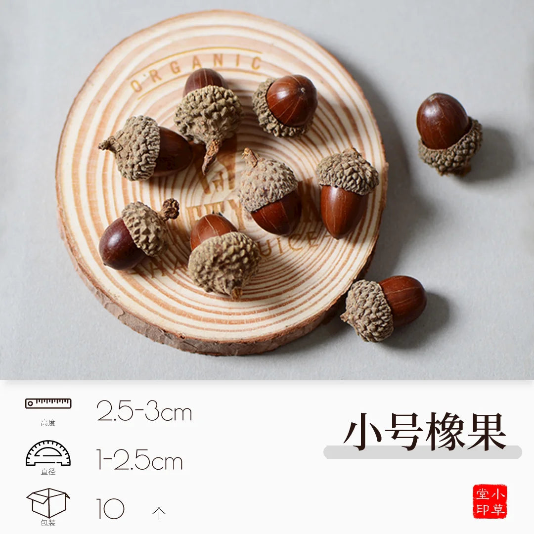 Dried Flowers, Fruits & Pine Cones DIY Natural Décor Kit