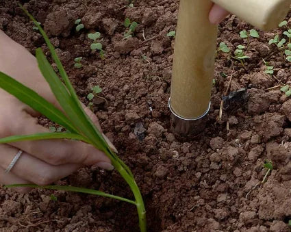 Hand Dibbler Wood Handle – Seed Sowing & Bulb Planting Tool