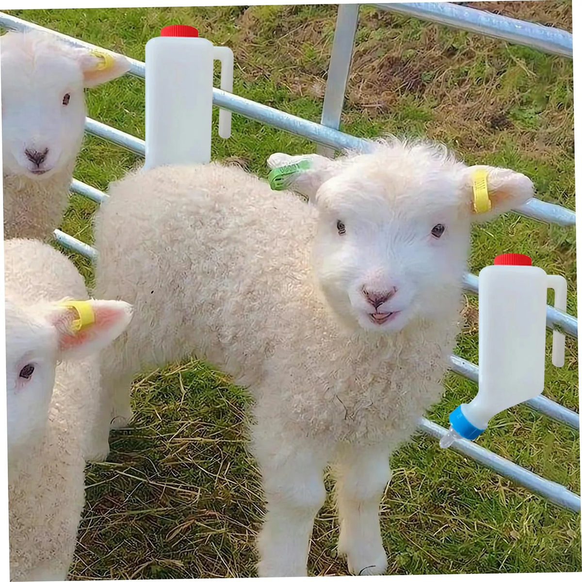 800ml Hanging Lamb Feeding Bottle with Scale & Soft Nipple – 2 Pack