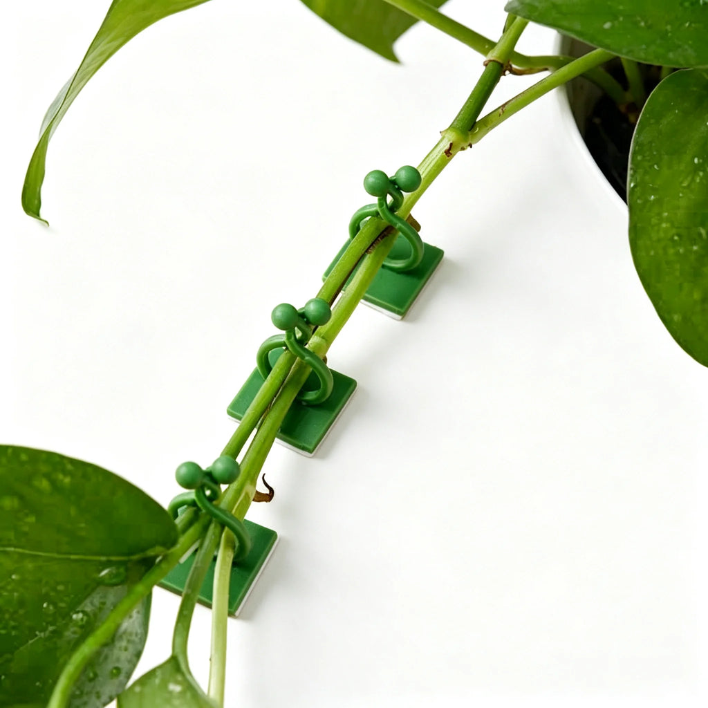 Self-Adhesive Plant Wall Clips – Punch-Free Vine Fixer Hooks