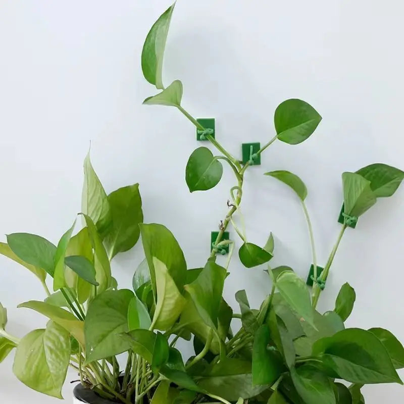 Self-Adhesive Plant Wall Clips – Punch-Free Vine Fixer Hooks