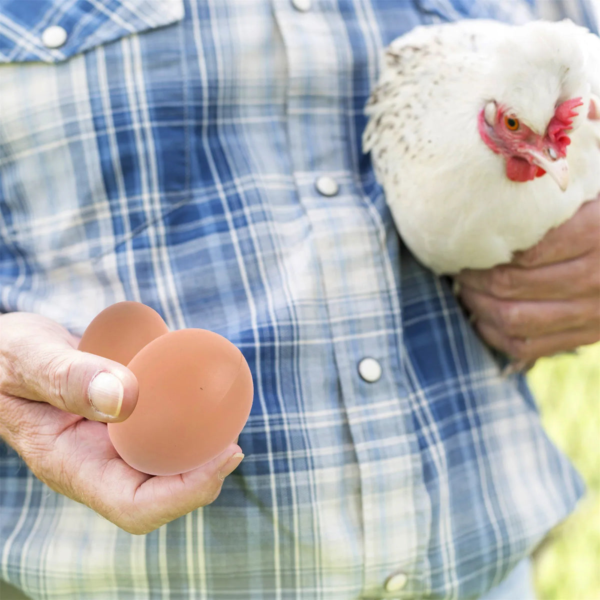 6-Pack Realistic Fake Eggs – Chicken Nesting Training Aid