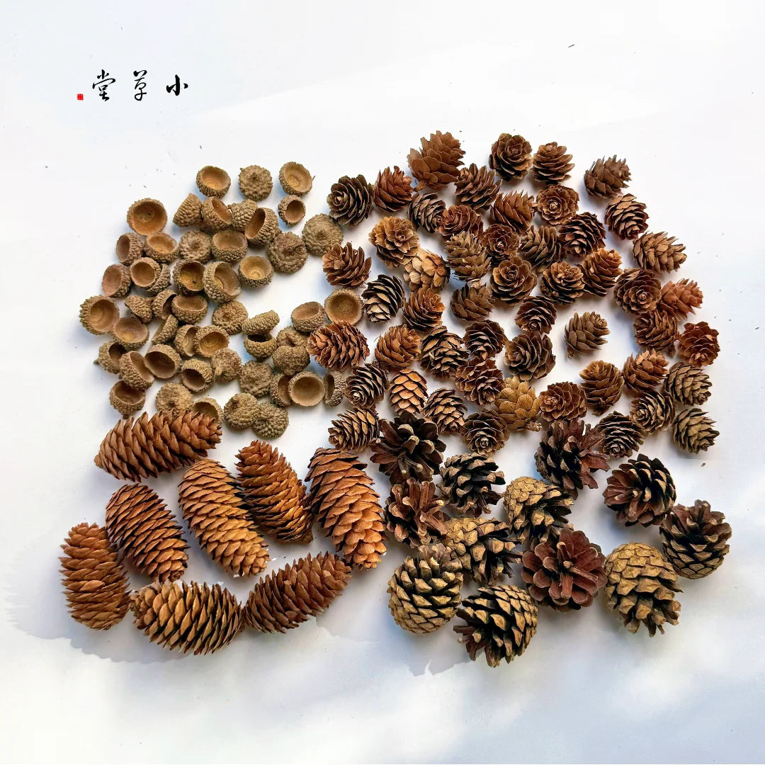 Dried Flowers, Fruits & Pine Cones DIY Natural Décor Kit