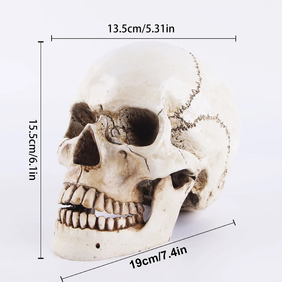 Life-Size Resin Skull Head Realistic Halloween Decoration