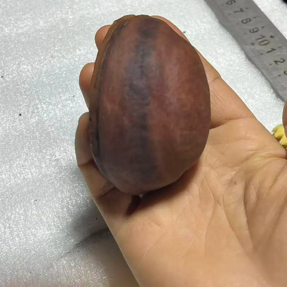 Yunnan Wild Fruit Plant Specimen Ornament – Handmade Décor
