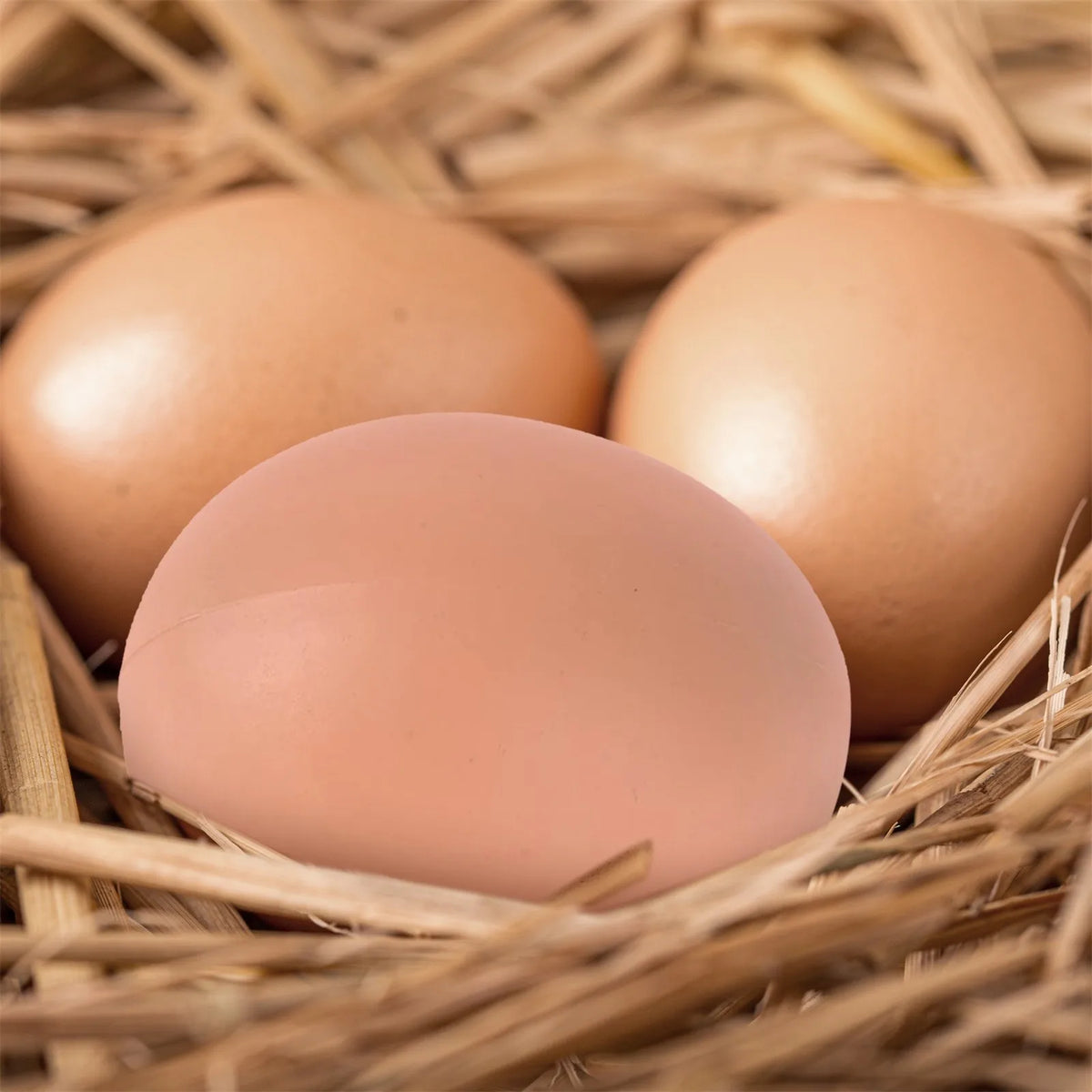6-Pack Realistic Fake Eggs – Chicken Nesting Training Aid
