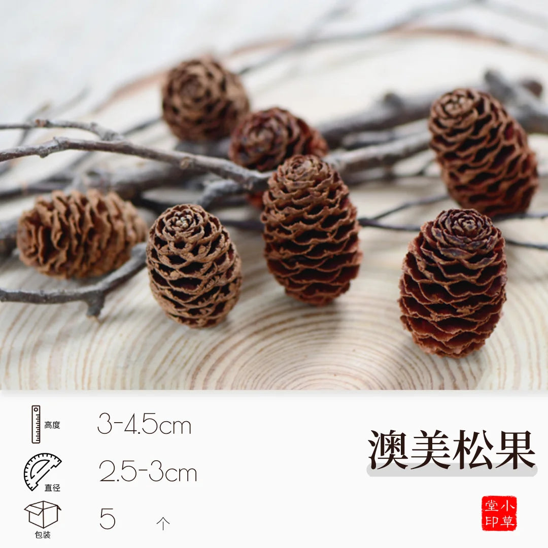 Dried Flowers, Fruits & Pine Cones DIY Natural Décor Kit