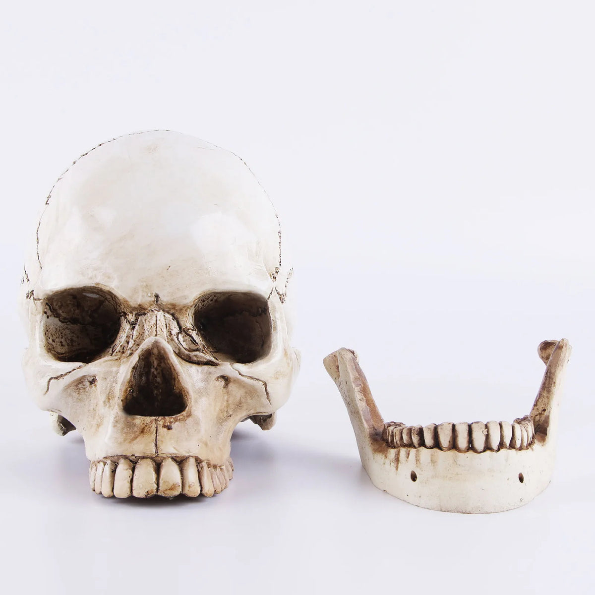 Life-Size Resin Skull Head Realistic Halloween Decoration