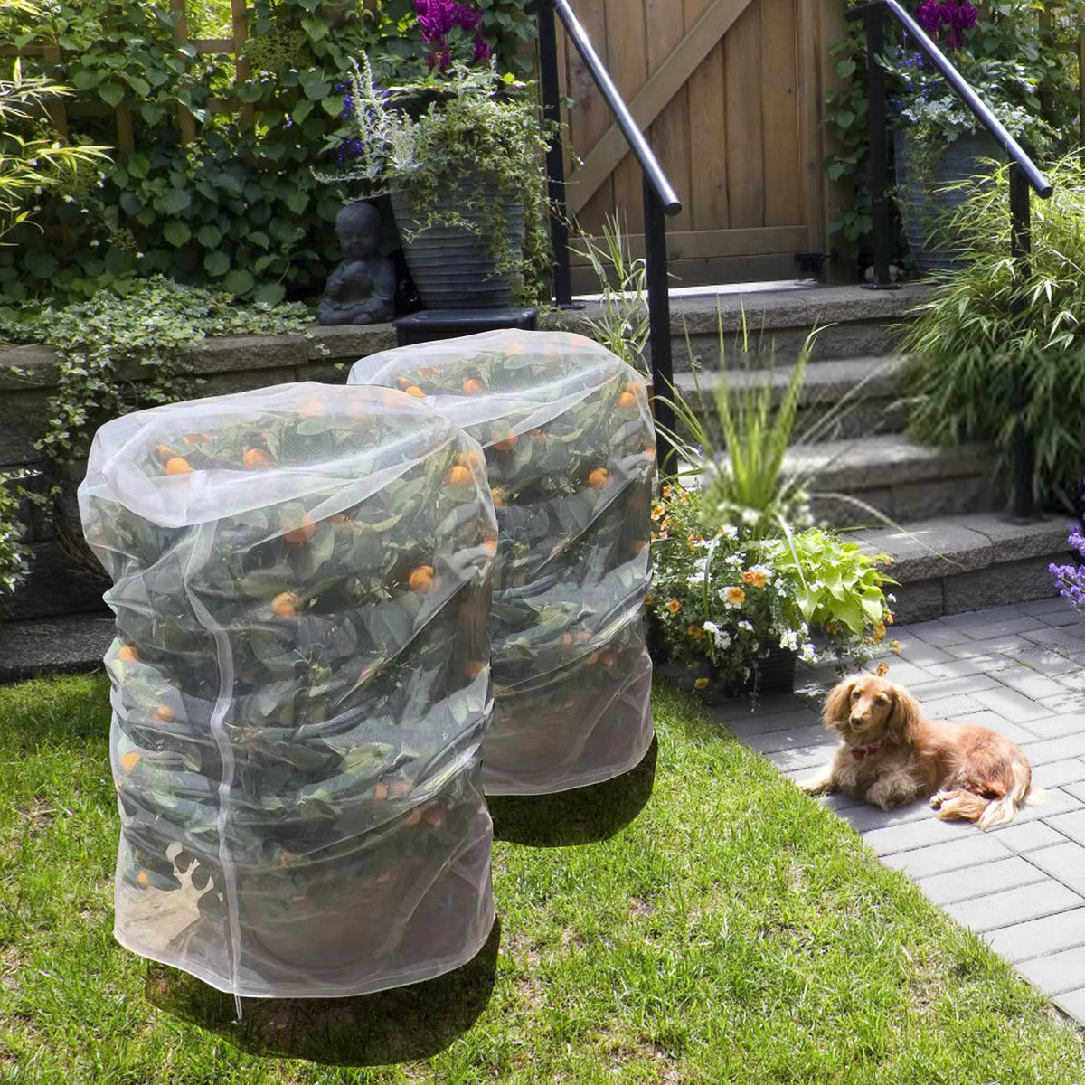 Large Fruit Tree Netting Bags – Bird & Insect Guard w/ Zipper