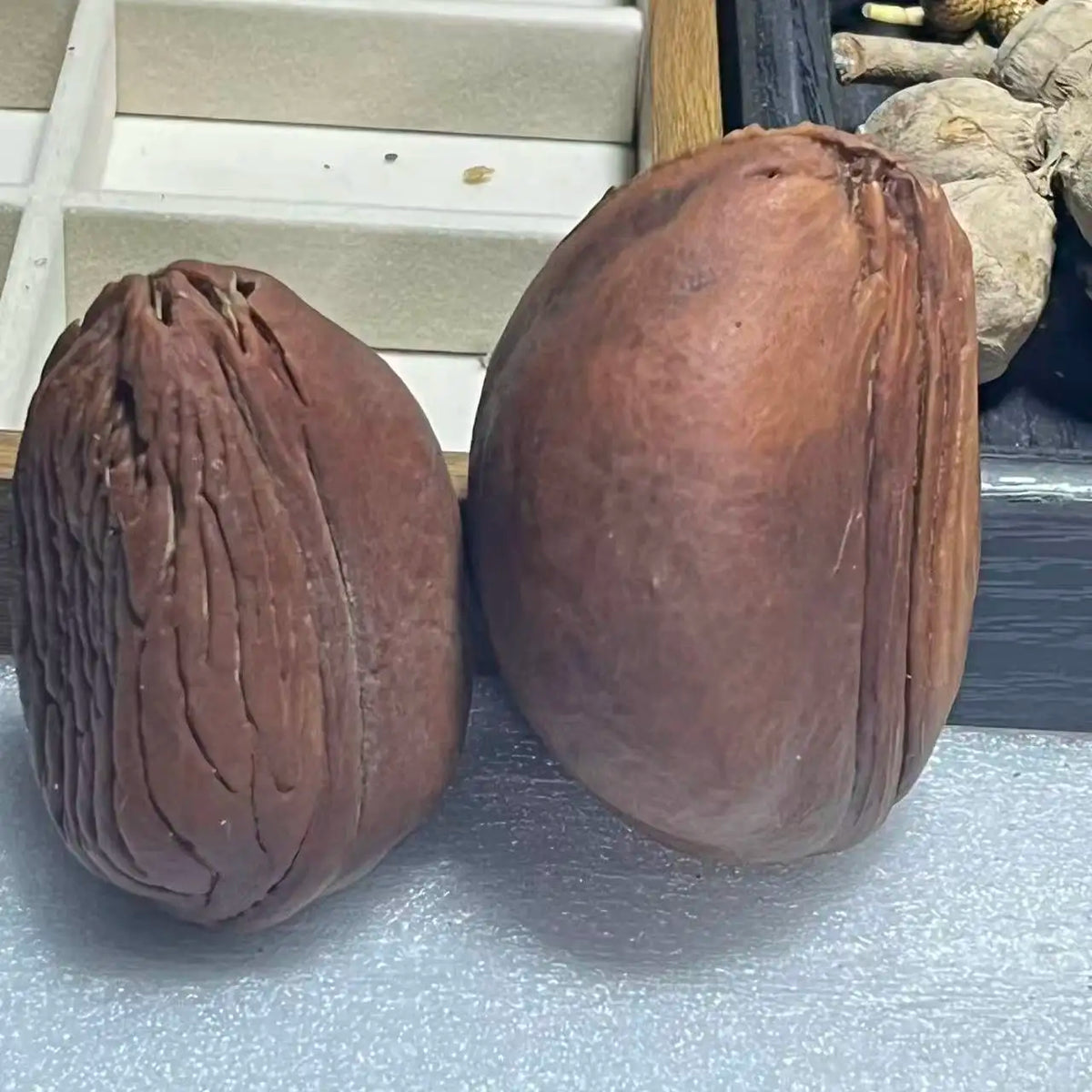 Yunnan Wild Fruit Plant Specimen Ornament – Handmade Décor